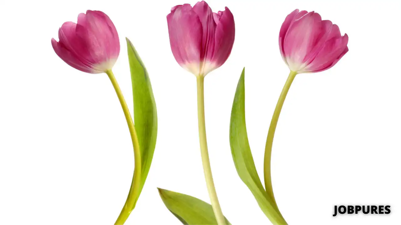Tulip Flower Name in Hindi