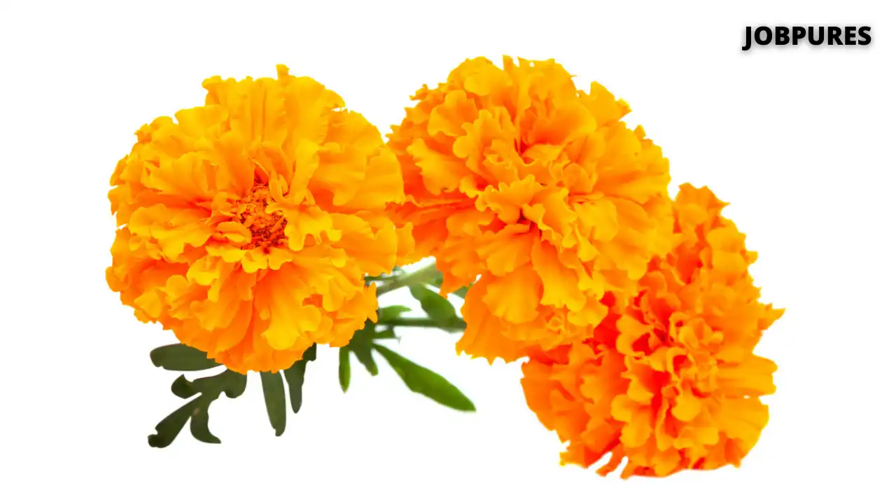 Yellow Marigold Flower Name in Hindi