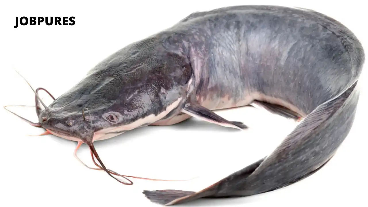 African Catfish Fish Name in Hindi and English