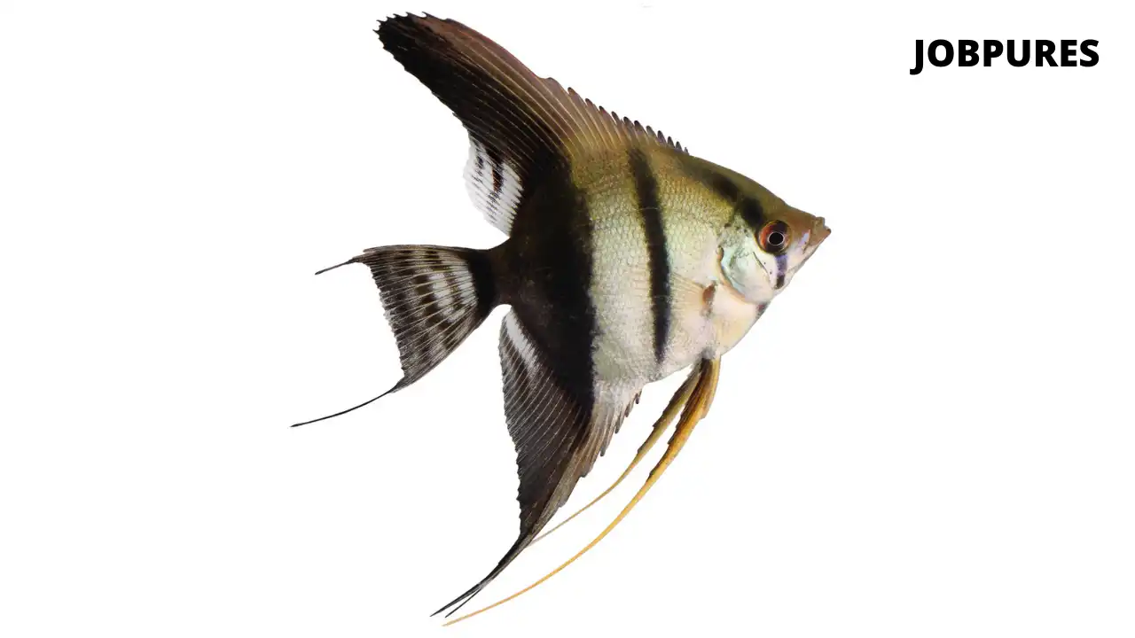 Angelfish Fish Name in Hindi and English