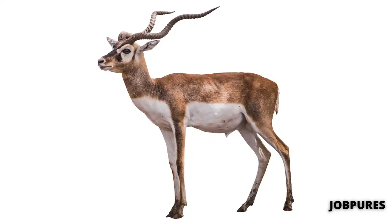 Antelope Name in Hindi