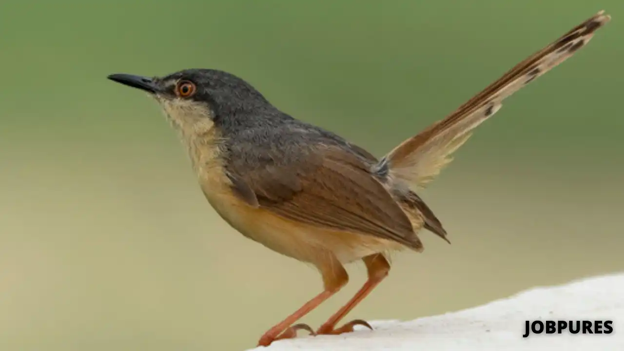 Ashy Prinia Bird Name in Hindi & English