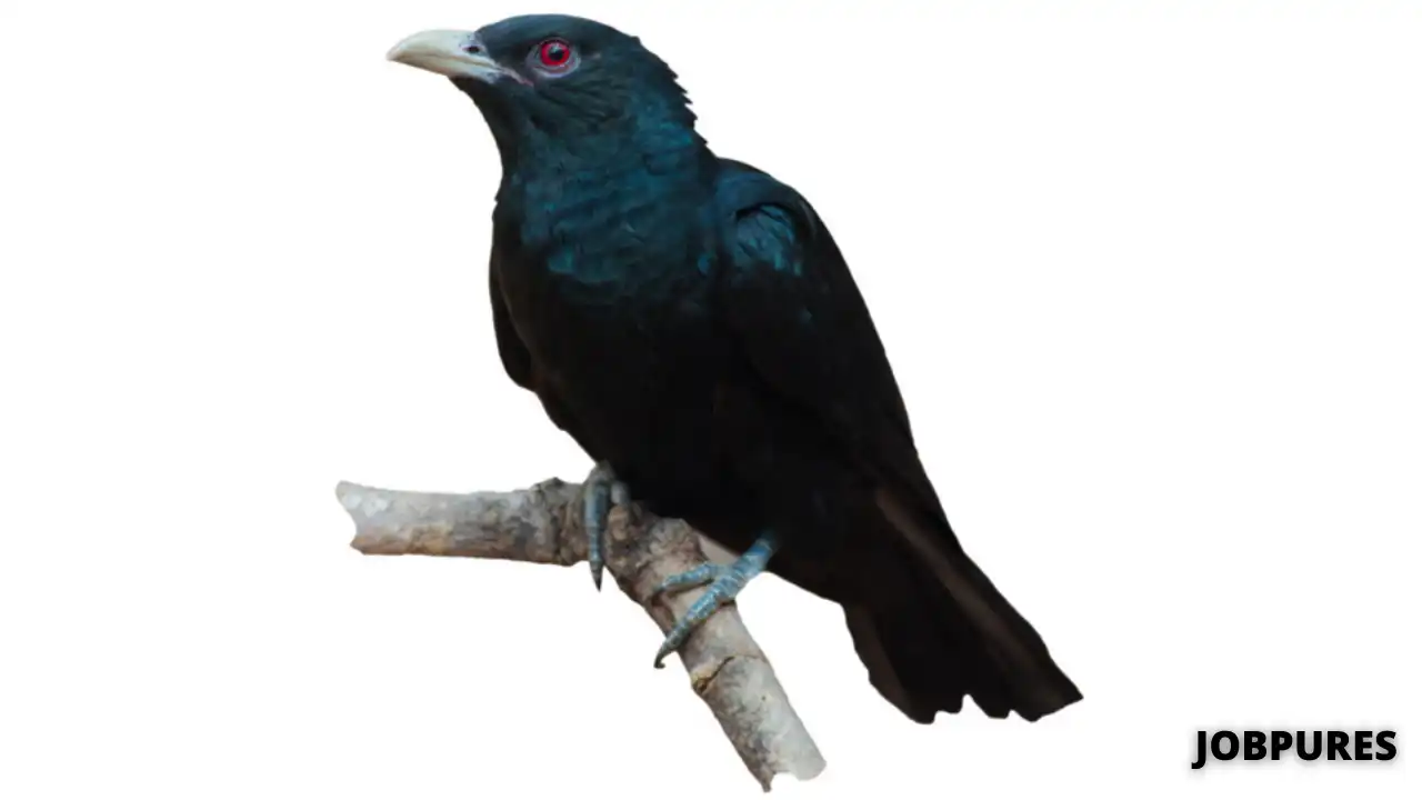 Asian Cuckoo Bird Name in Hindi & English