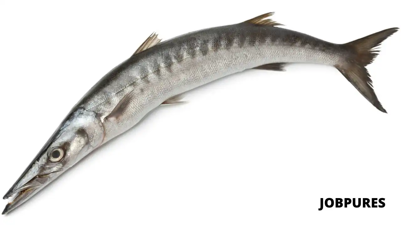 Barracuda Fish Name in Hindi and English