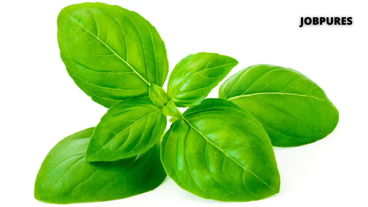 Basil Leaves Spice Name in Hindi and English