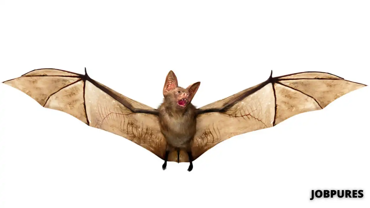 Bat Name in Hindi
