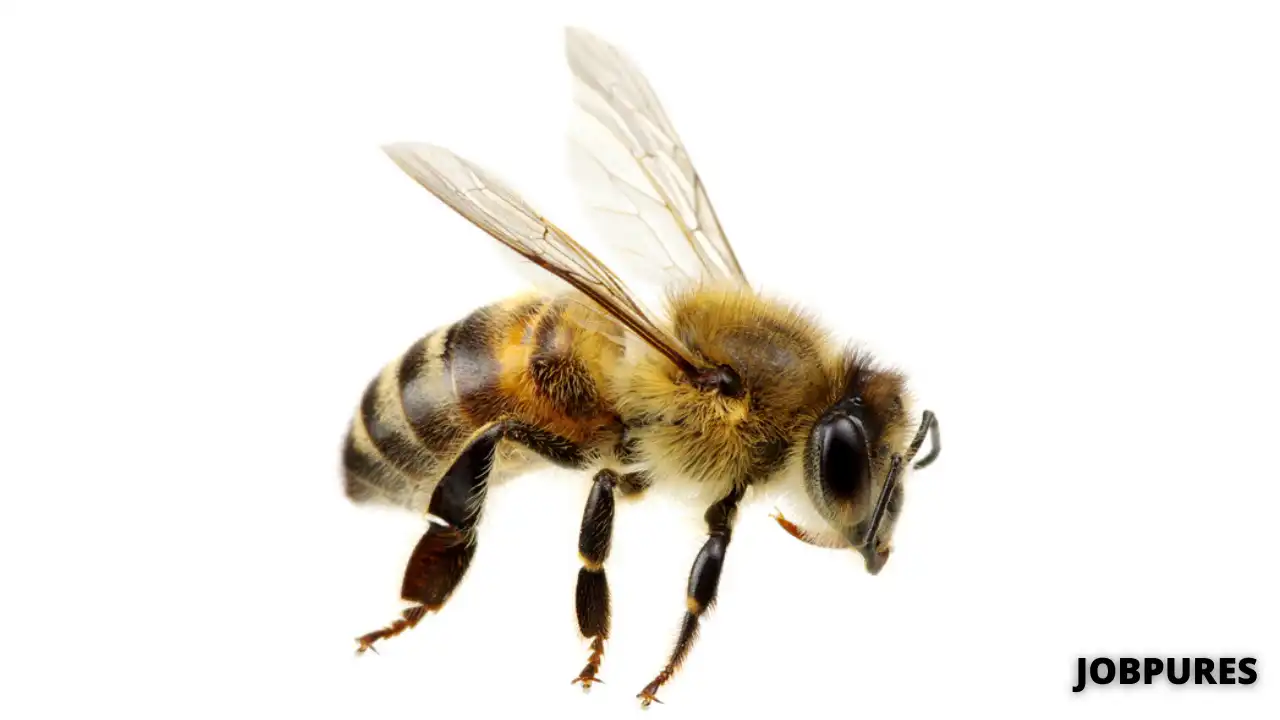 Bee Name in Hindi