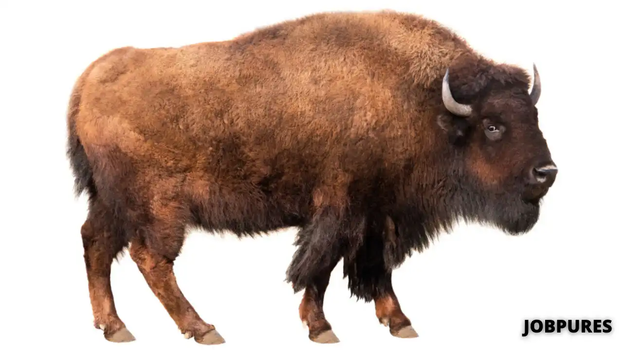 Bison Name in Hindi