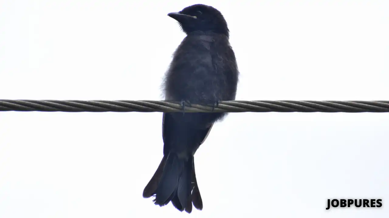 Black Drongo Bird Name in Hindi & English