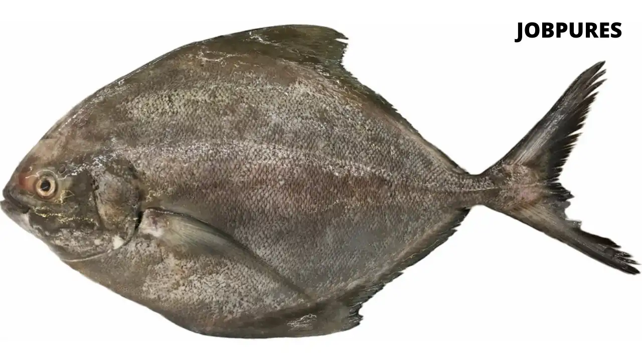 Black Pomfret Fish Name in Hindi and English