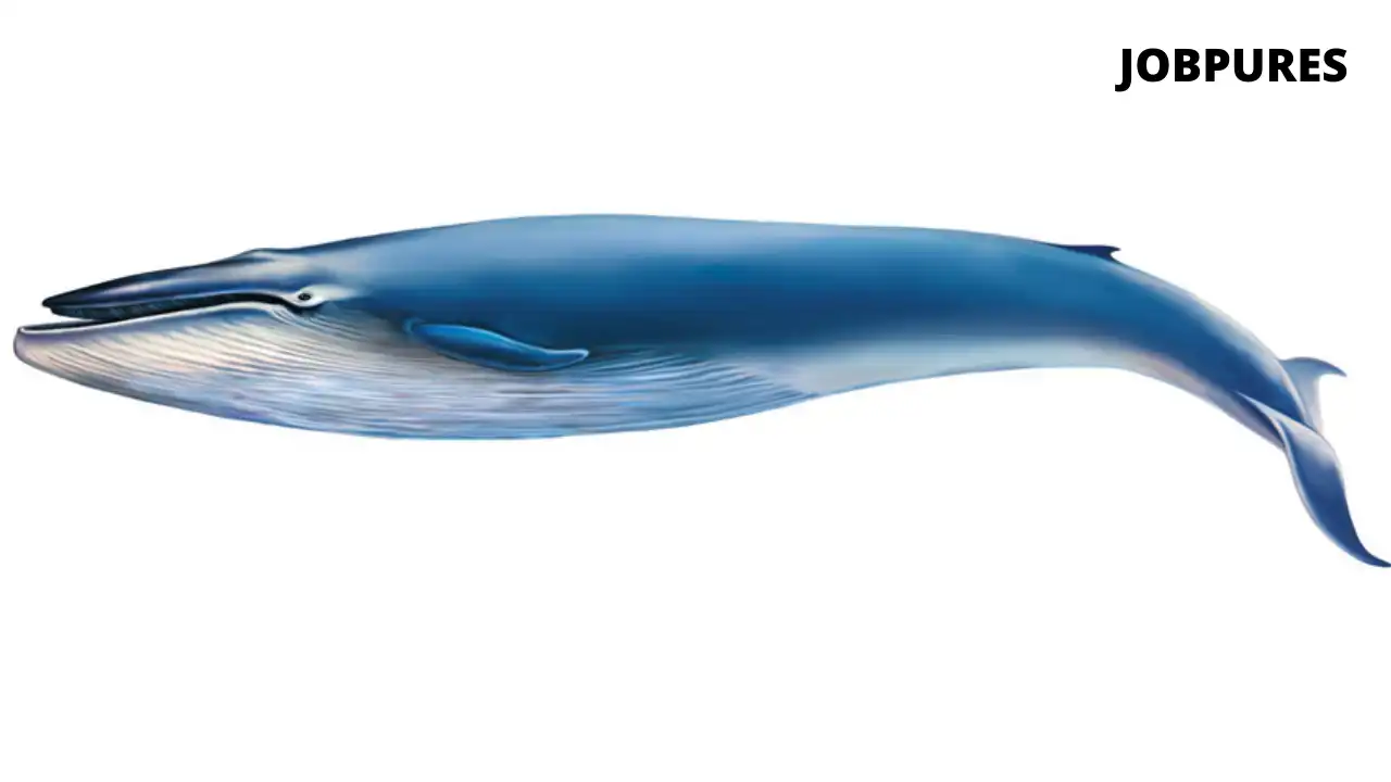 Blue Whale Fish Name in Hindi and English