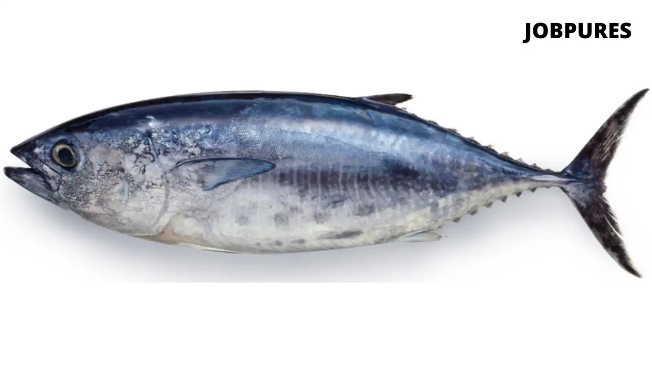 Bluefin Tuna Fish Name in Hindi and English