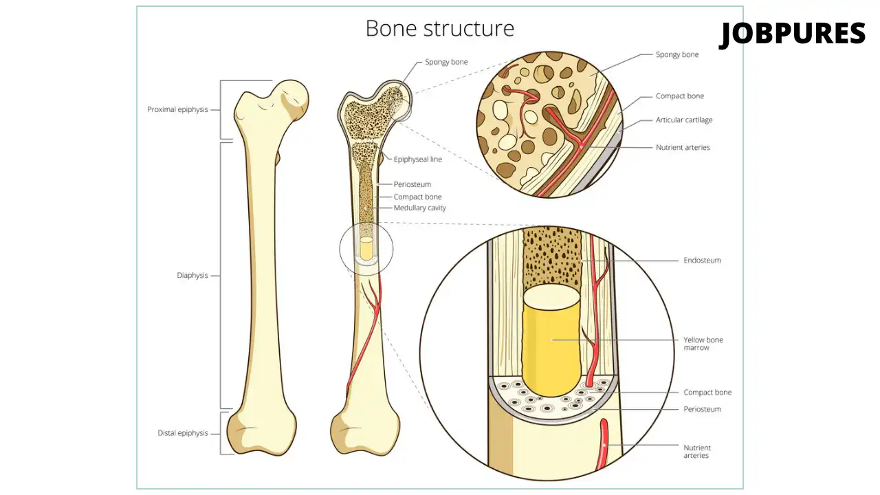 Bone Human Body Part Name in Hindi and English