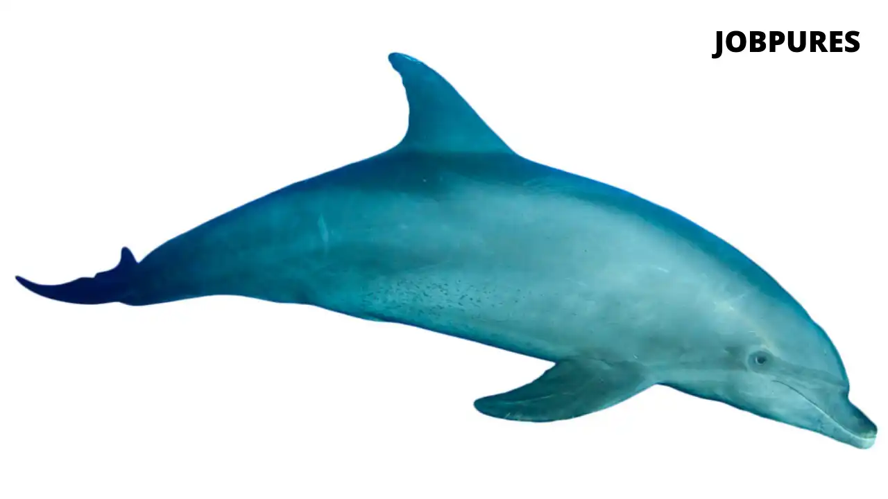 Bottlenose Dolphin Fish Name in Hindi and English