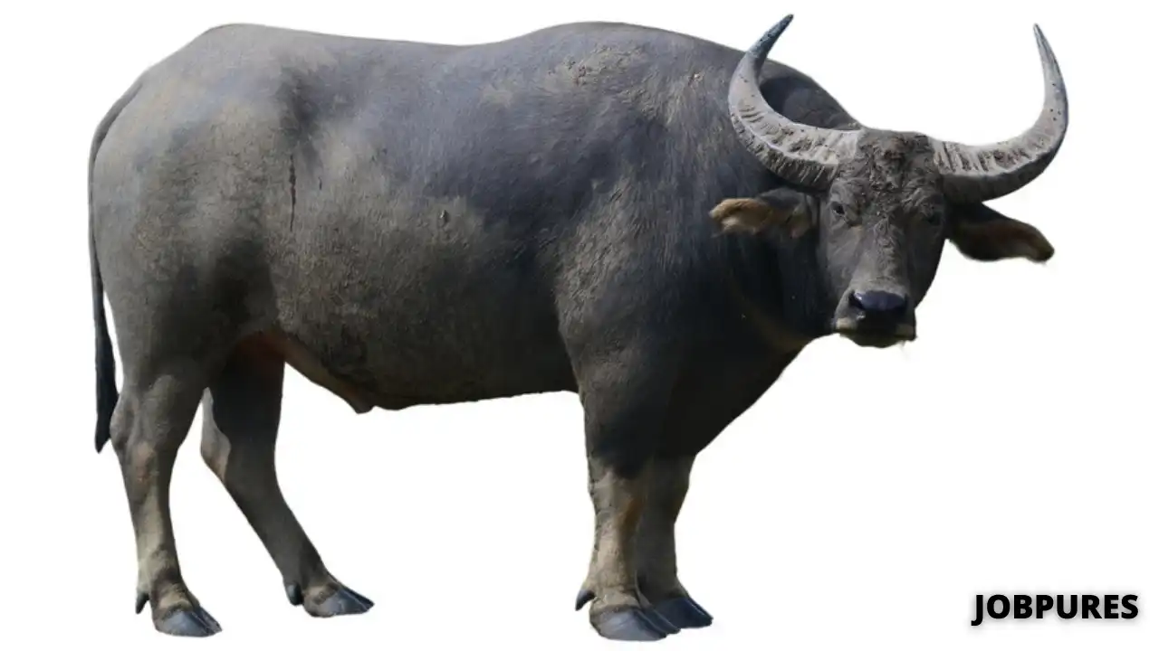 Buffalo Name in Hindi