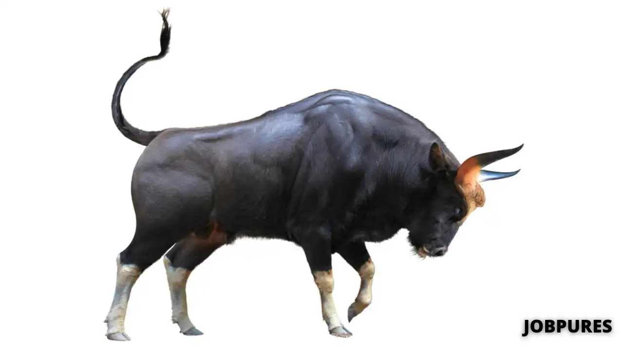 Bull Name in Hindi