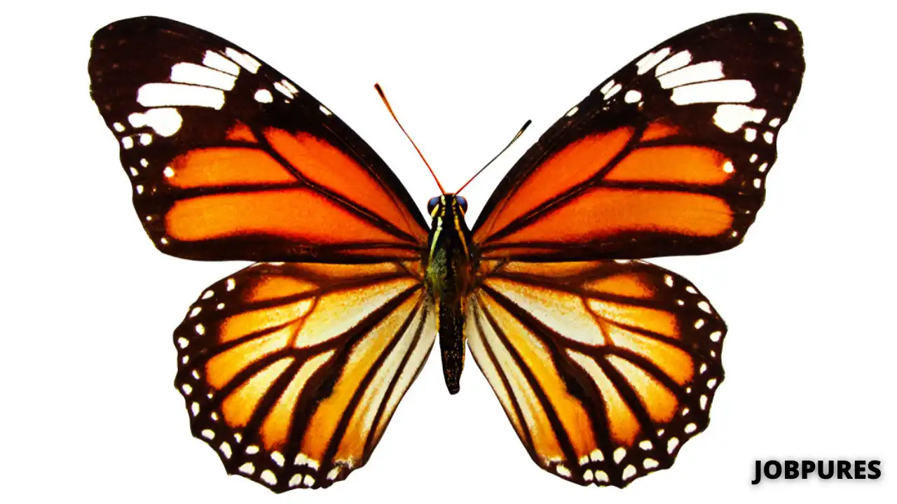 Butterfly Name in Hindi