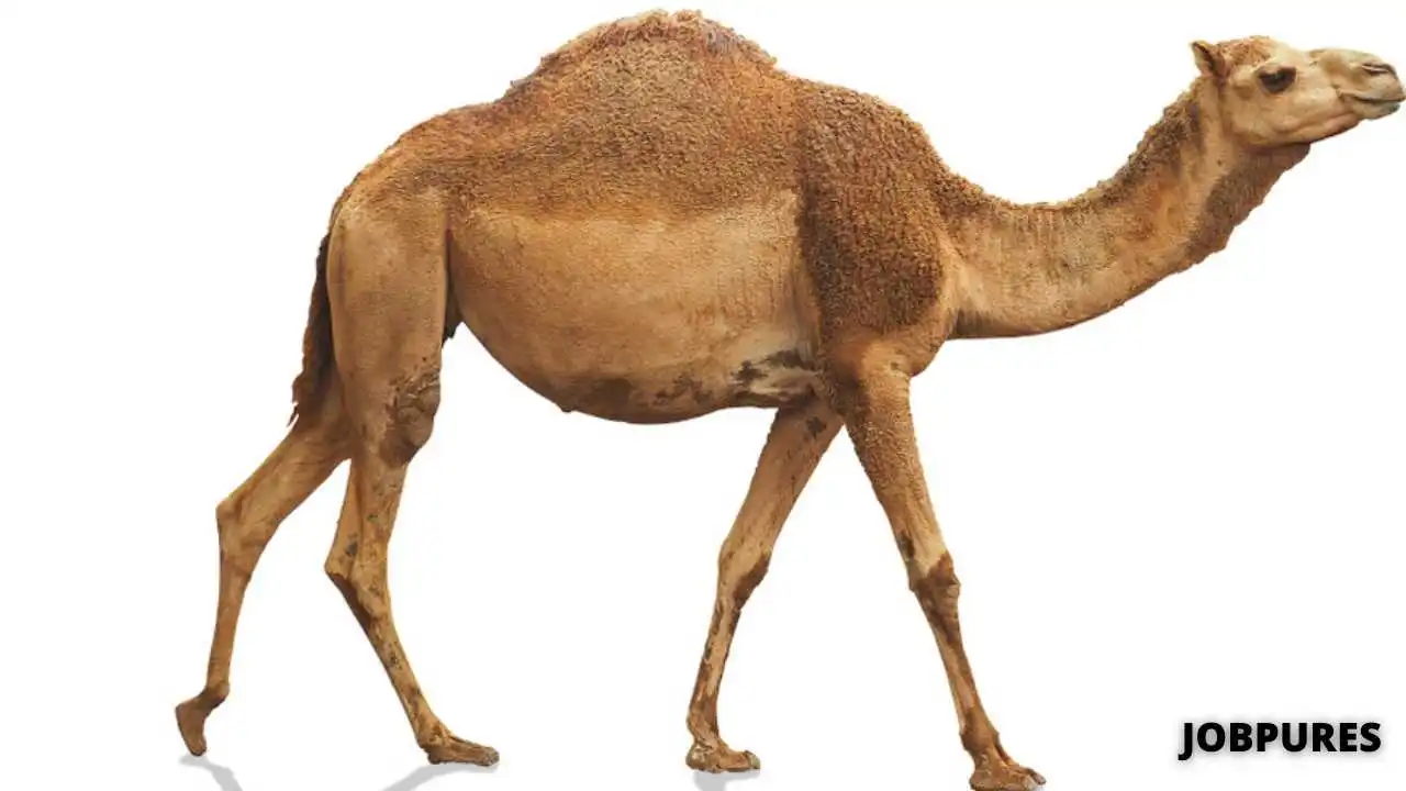 Camel Name in Hindi
