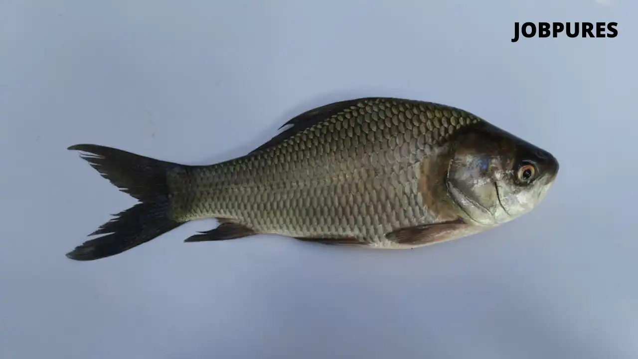 Catla Fish Name in Hindi and English