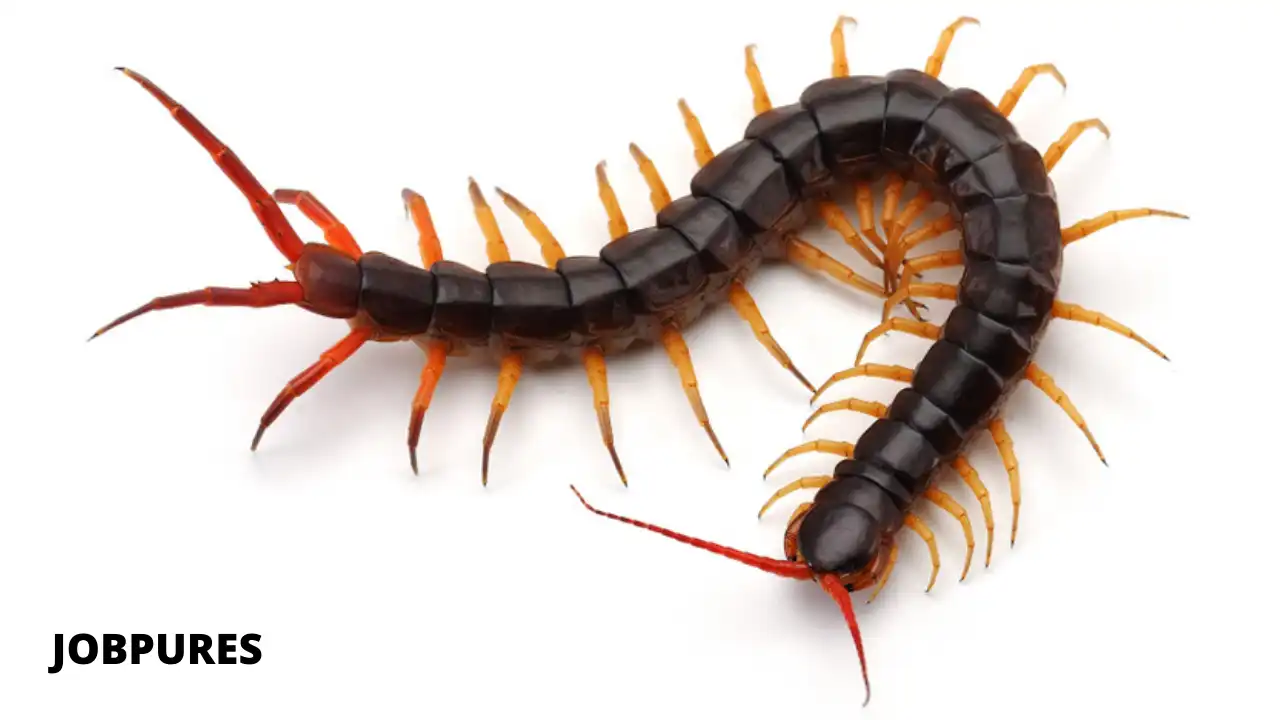 Centipede Reptiles Names in Hindi and English