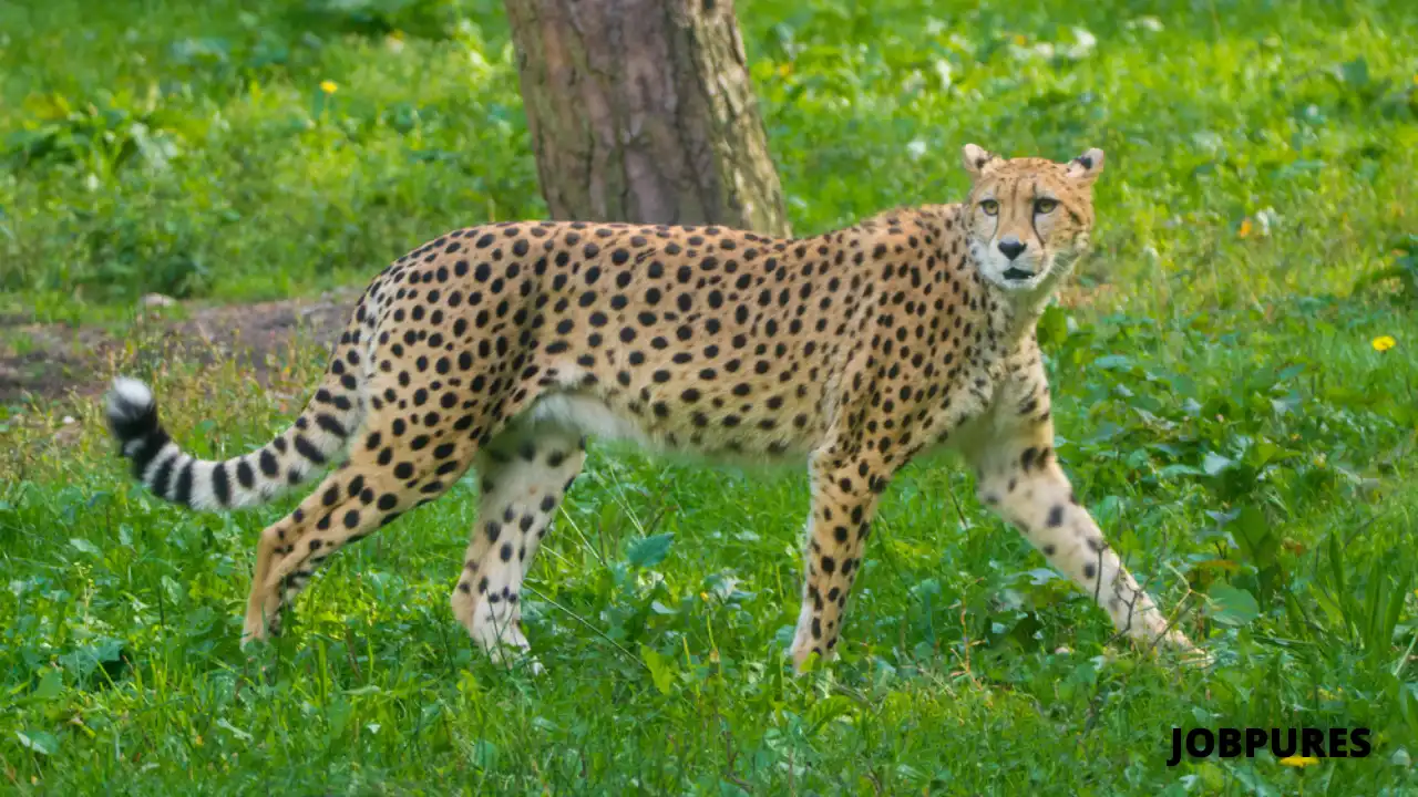 Cheetah Name in Hindi