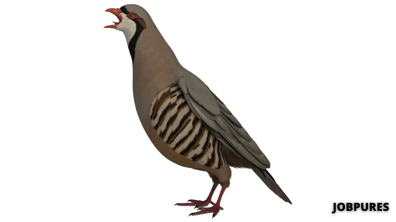 Chukar Partridge Bird Name in Hindi & English