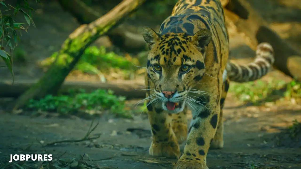 Clouded Leopard Name in Hindi