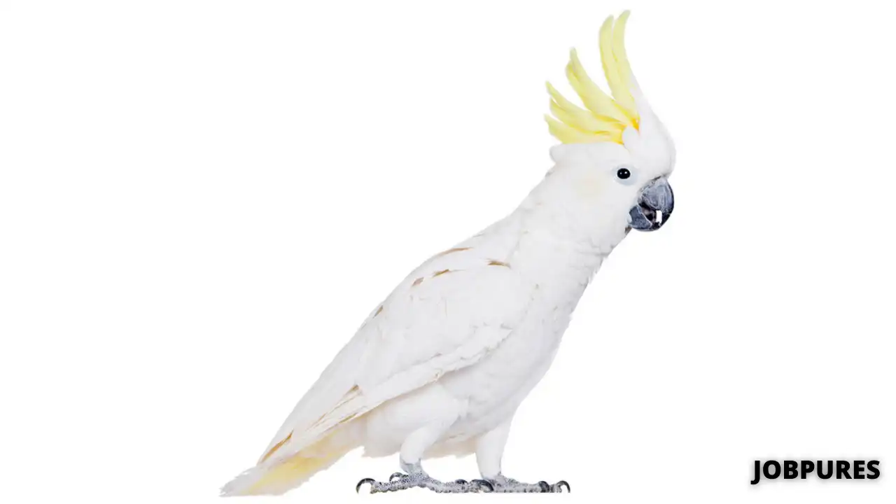 Cockatoo Bird Name in Hindi & English