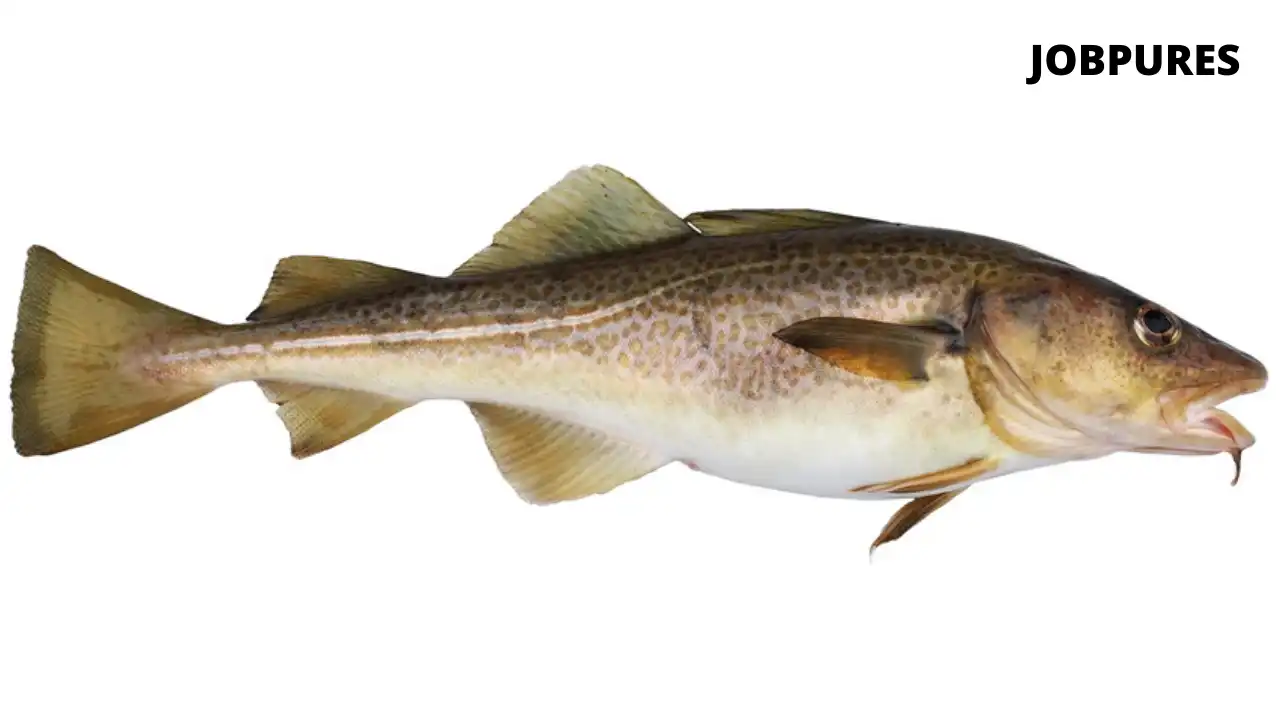 Cod Fish Name in Hindi and English