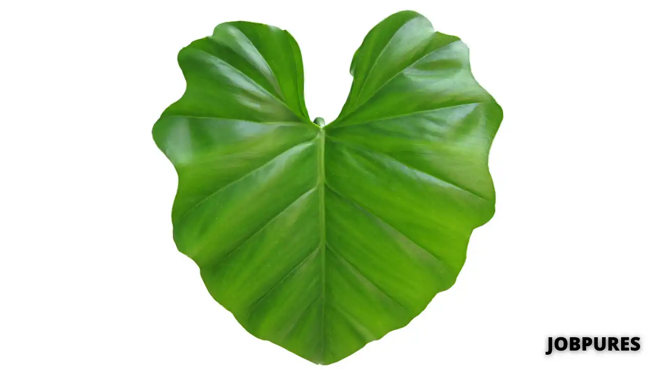 Colocasia Leaves Vegetable Name in Hindi and English