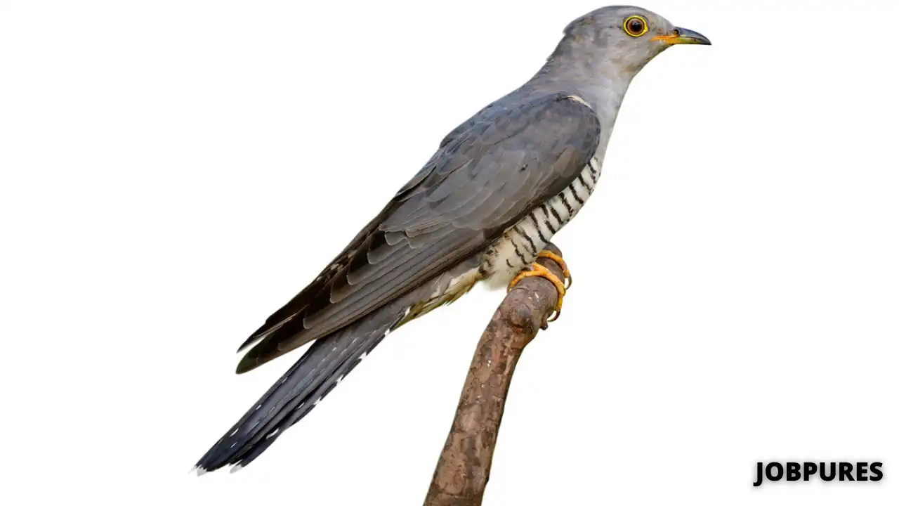 Common Hawk-Cuckoo Bird Name in Hindi & English