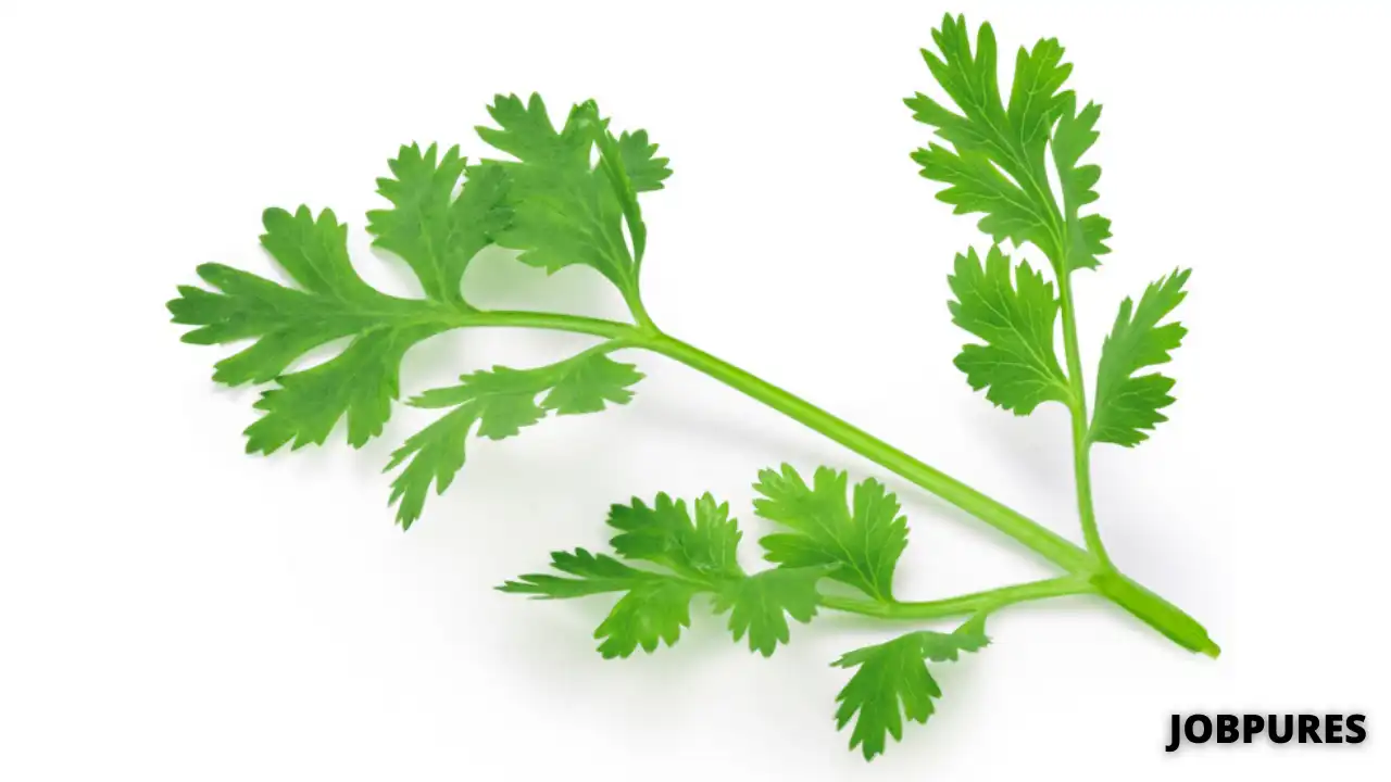 Coriander Leaves Vegetable Name in Hindi and English