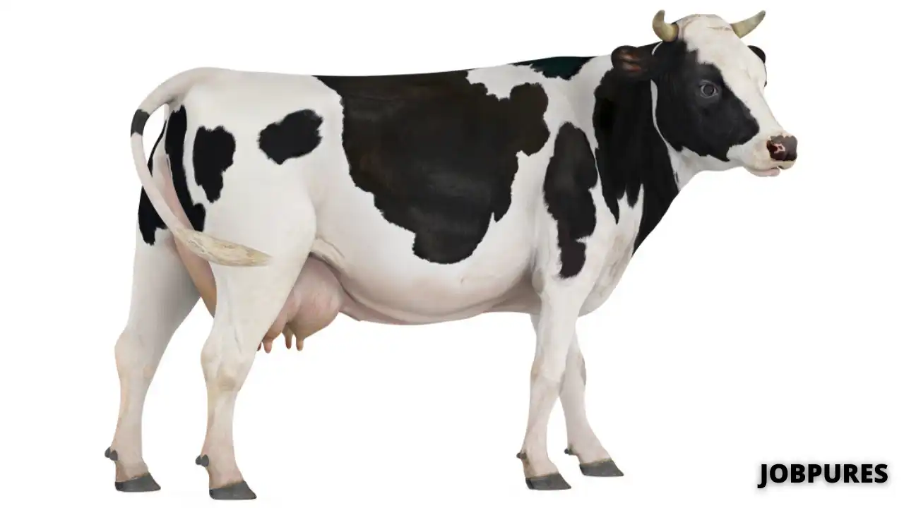 Cow Name in Hindi
