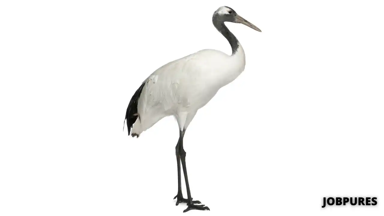 Crane Bird Name in Hindi & English