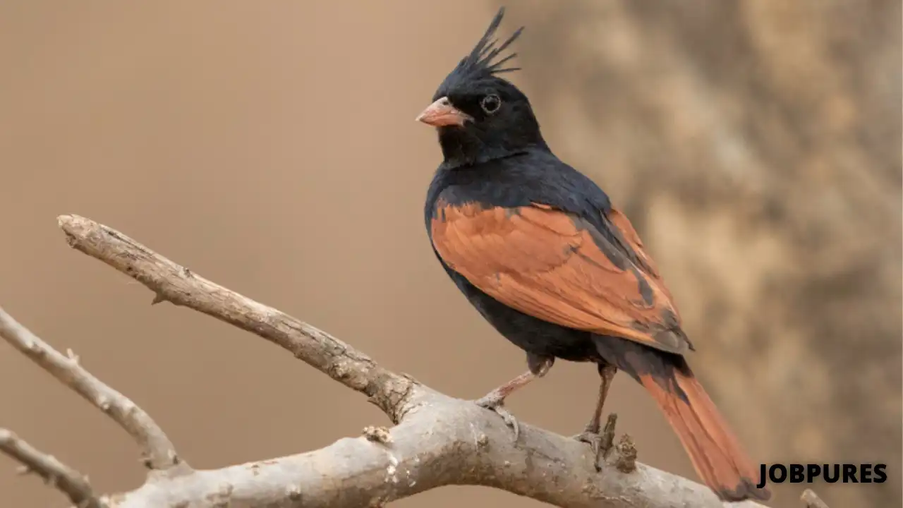 Crested Bunting Bird Name in Hindi & English