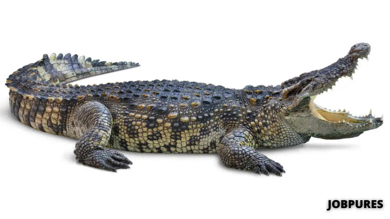 Crocodile/Alligator Name in Hindi