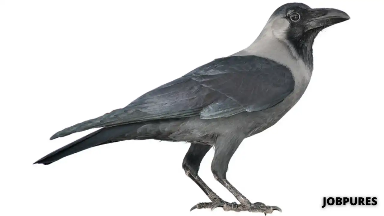 Crow Bird Name in Hindi & English