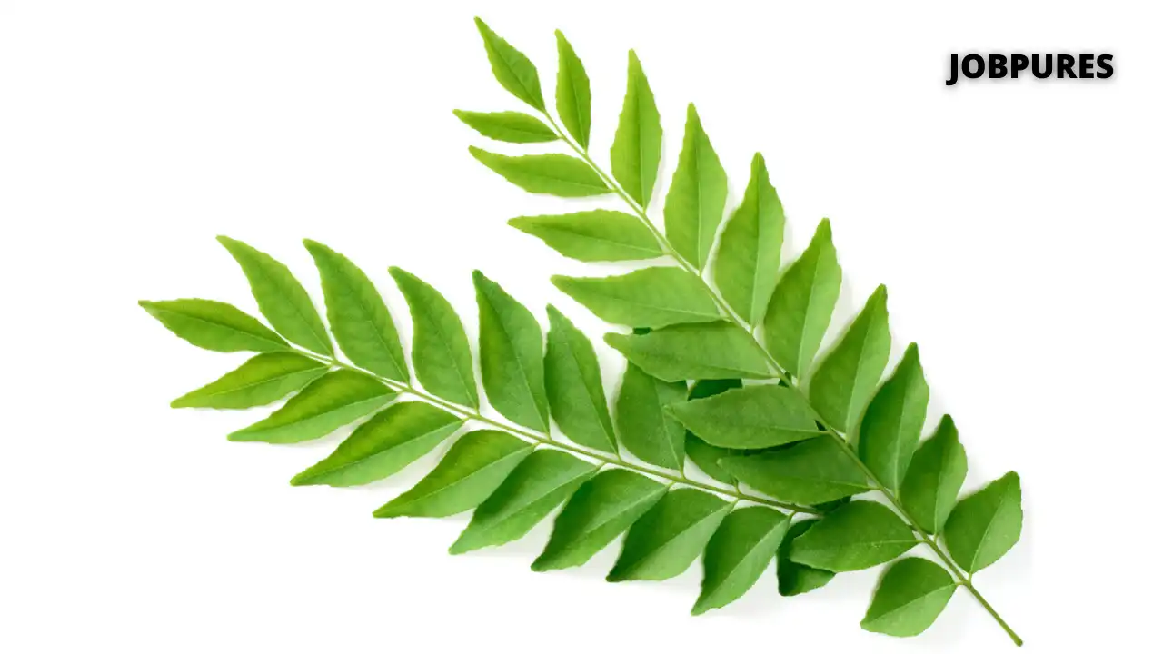 Curry Leaves Spice Name in Hindi and English