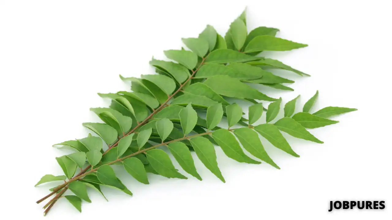Curry Leaves Vegetable Name in Hindi and English