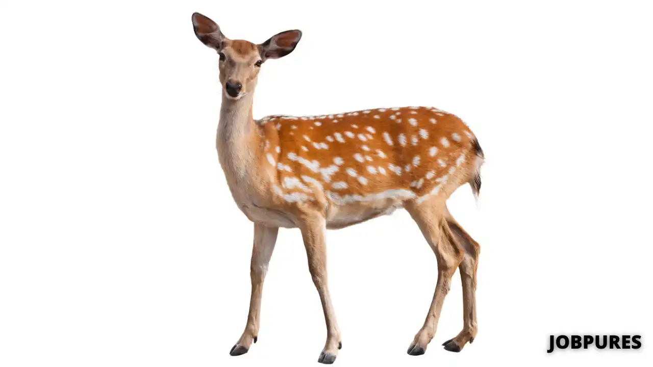 Deer Name in Hindi