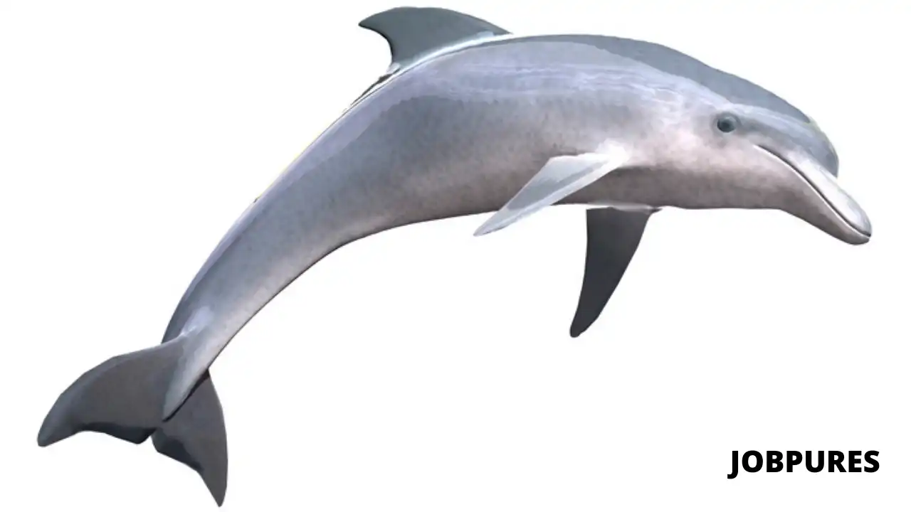 Dolphin Fish Name in Hindi and English