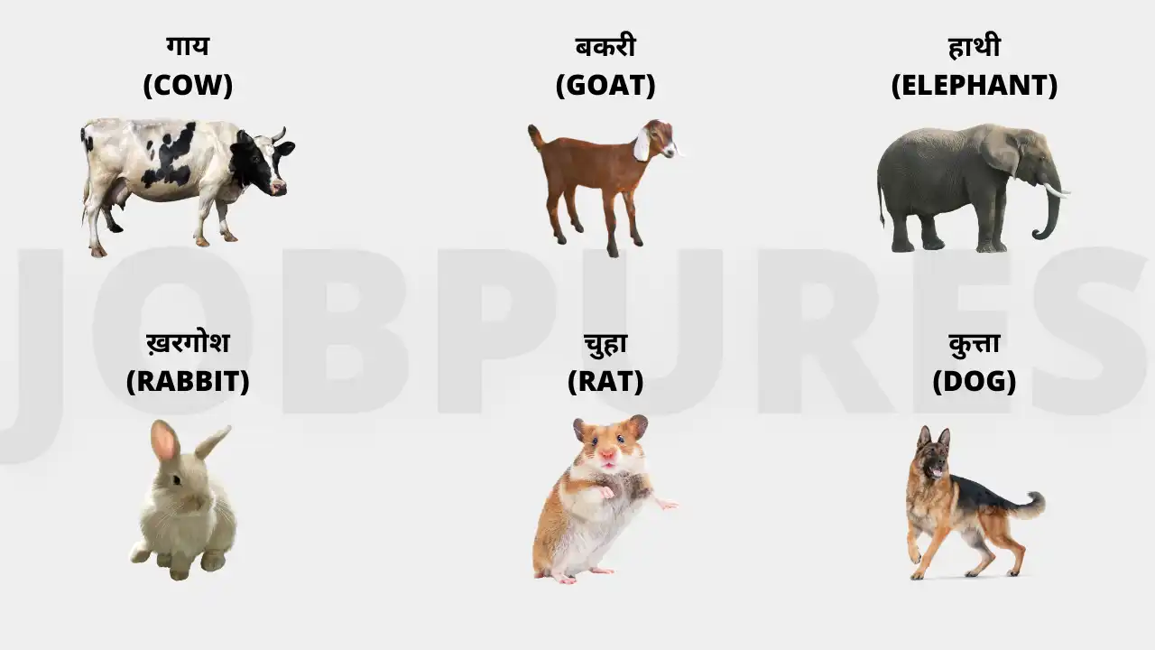 Domestic & Pet Animals Name in Hindi & English : पालतू जानवरों के नाम