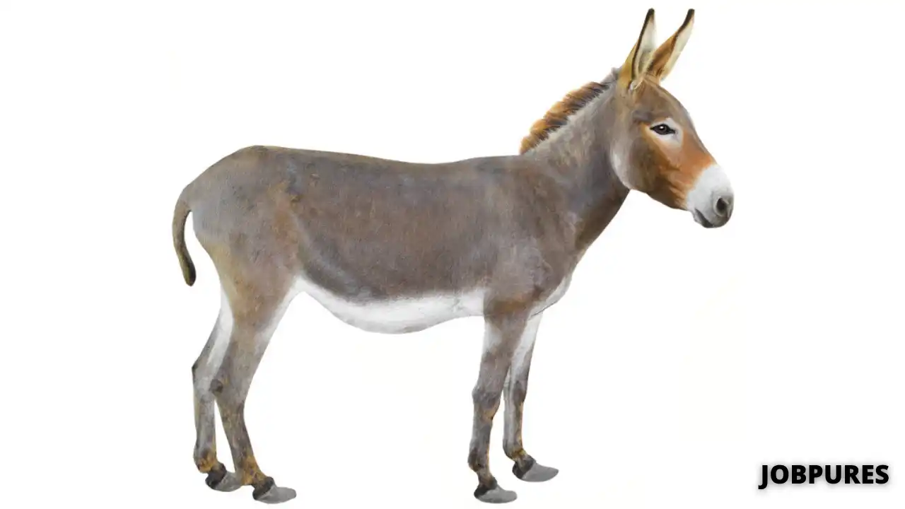 Donkey Name in Hindi