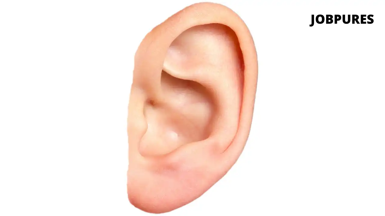 Ear Body Part Name in Hindi and English