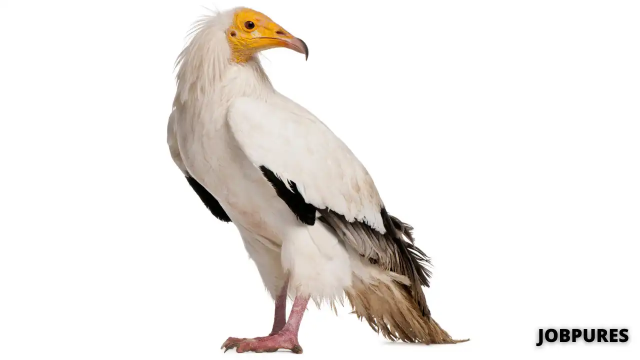 Egyptian Vulture Bird Name in Hindi & English