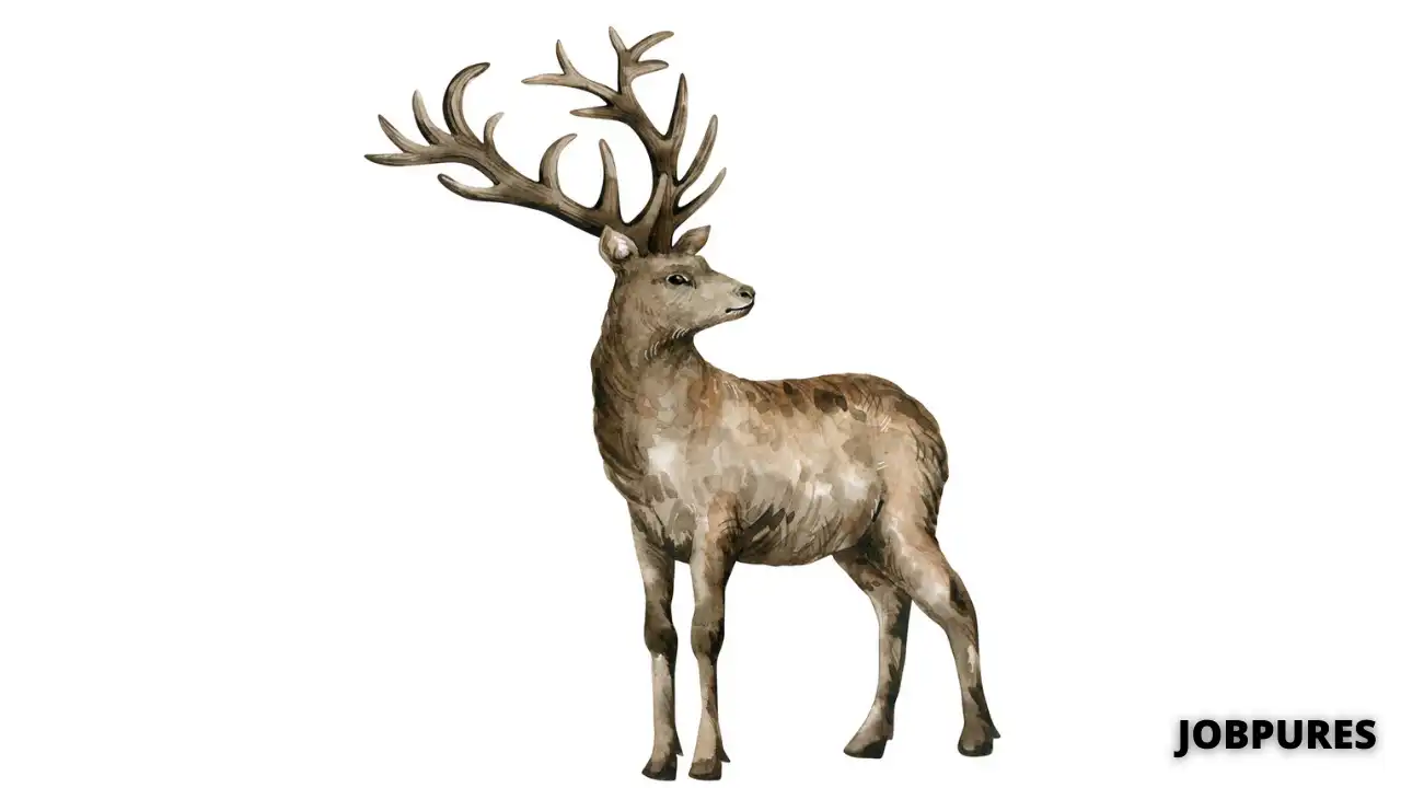 Elk Name in Hindi