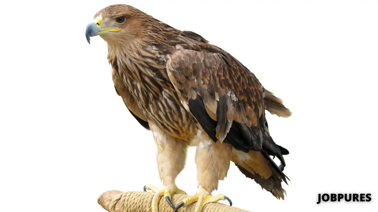 Falcon Bird Name in Hindi & English