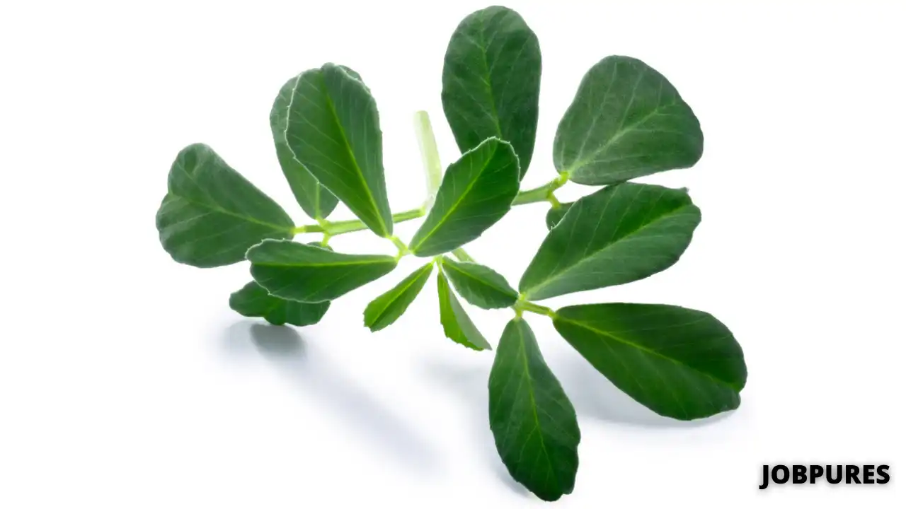 Fenugreek Leaves Vegetable Name in Hindi and English