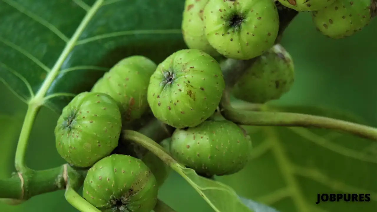 Ficus Vegetable Name in Hindi and English