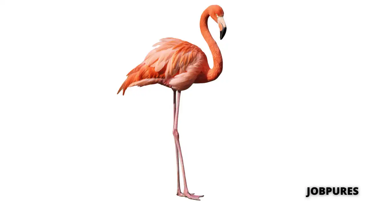 Flamingo Bird Name in Hindi & English